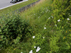 Wallpaper GP AUSTRIA 2014 1280x960, Sfondi Desktop F1