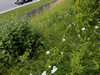 Wallpaper GP AUSTRIA 2014 1366x768, Sfondi Desktop F1