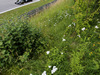 Wallpaper GP AUSTRIA 2014 1920x1080, Sfondi Desktop F1