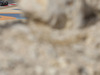 Wallpaper GP BAHRAIN 2014 1280x960, Sfondi Desktop F1