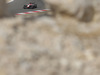 Wallpaper GP BAHRAIN 2014 1280x960, Sfondi Desktop F1