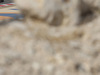 Wallpaper GP BAHRAIN 2014 1280x960, Sfondi Desktop F1