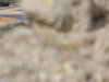 GP BAHRAIN 1366x768