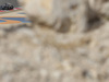 Wallpaper GP BAHRAIN 2014 1680x1050, Sfondi Desktop F1