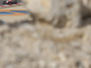 Wallpaper GP BAHRAIN 2014 1920x1200, Sfondi Desktop F1