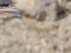 Wallpaper GP BAHRAIN 2014 1920x1200, Sfondi Desktop F1
