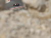 GP BAHRAIN 1920x1200