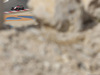 Wallpaper GP BAHRAIN 2014 1920x1440, Sfondi Desktop F1