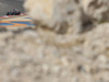 Wallpaper GP BAHRAIN 2014 1920x1440, Sfondi Desktop F1