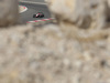 GP BAHRAIN 1920x1440