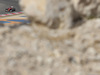 Wallpaper GP BAHRAIN 2014 1920x1440, Sfondi Desktop F1