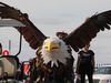 Wallpaper GP USA 2014 1366x768, Sfondi Desktop F1