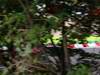 GP Giappone, Prove Libere 1, Venerdi', Lewis Hamilton (GBR), McLaren  Mercedes, MP4-25 