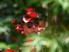GP CANADA, 09.06.2011- Felipe Massa (BRA), Ferrari, F-150 Italia 