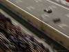 GP CINA, 15.04.2011- Prove Libere 2, Venerdi', Sebastian Vettel (GER), Red Bull Racing, RB7