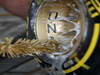 GP INDIA, OZ Wheels