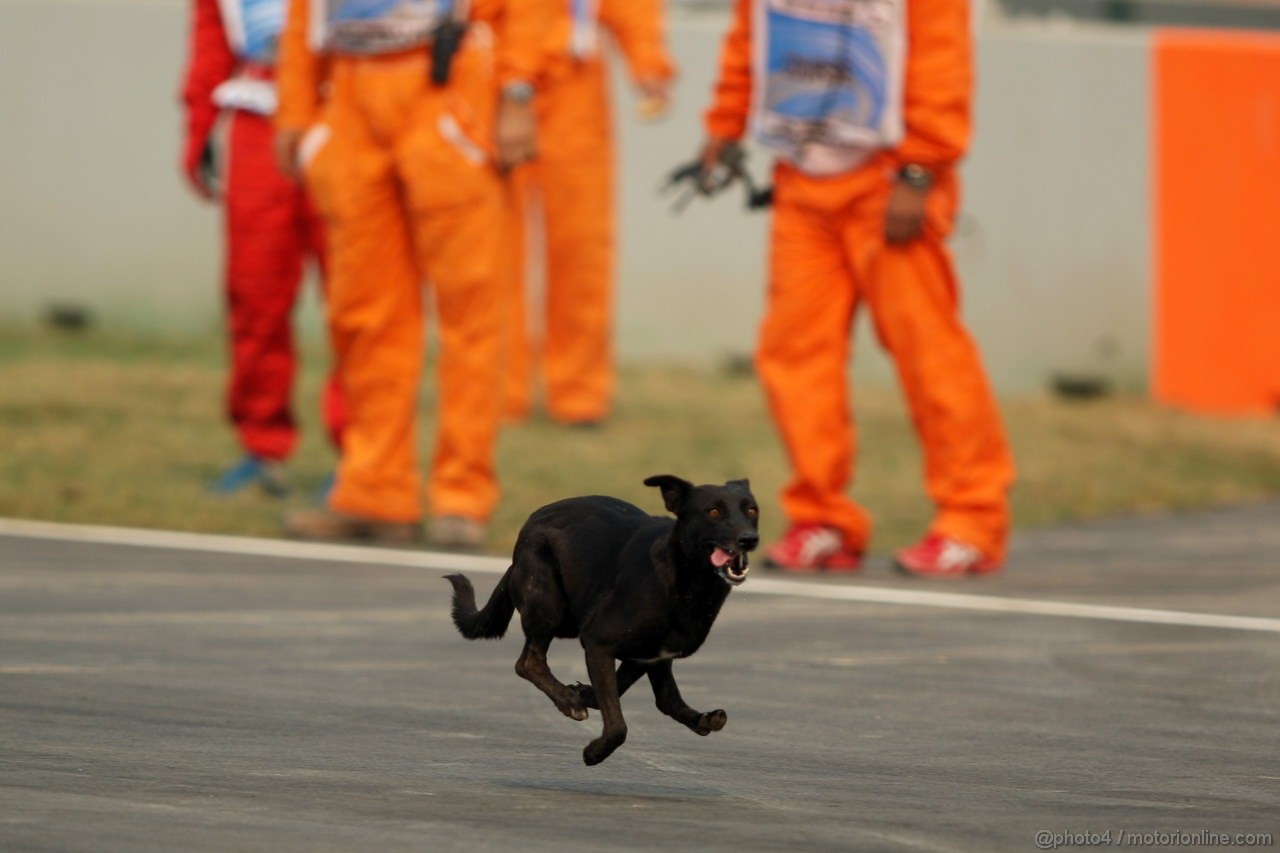 GP INDIA, Stray dog on race track