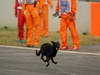 GP INDIA, Stray dog on race track