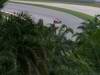 GP MALESIA, 09.04.2011- Prove Libere 3, Sabato, Timo Glock (GER), Marussia Virgin Racing VR-02 