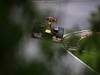 GP CANADA, 08.06.2012- Free Practice 2, Mark Webber (AUS) Red Bull Racing RB8