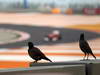 GP INDIA, 26.10.2012- Free Practice 2, Fernando Alonso (ESP) Ferrari F2012 