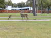 GP USA, 15.11.2012 - Atmosphere of Texas, Austin GP