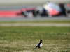 BARCELONA TEST MARZO 2013, A bird watches Sergio Perez (MEX) McLaren MP4-28.
02.03.2013. 