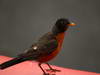 GP CANADA, 08.06.2013- Atmosphere, a bird