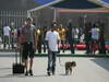 GP ITALIA, 05.09.2013- Lewis Hamilton (GBR) Mercedes AMG F1 W04 with his dog Roscoe