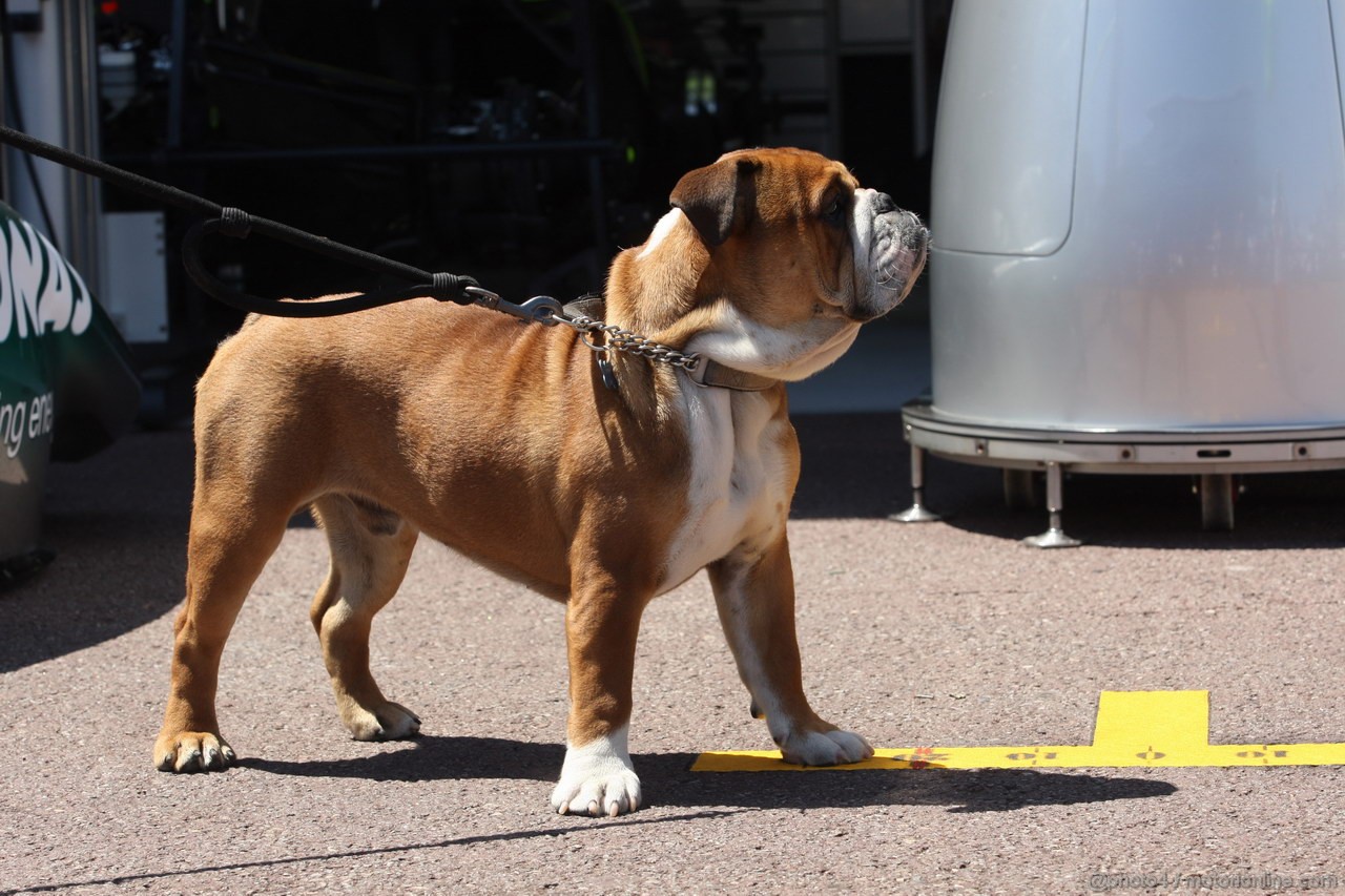 GP MONACO, 22.05.2013-  Roscoe, the dog of Lewis Hamilton (GBR) Mercedes AMG F1 W04