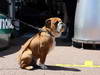 GP MONACO, 22.05.2013-  Roscoe, the dog of Lewis Hamilton (GBR) Mercedes AMG F1 W04