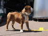 GP MONACO, 22.05.2013-  Roscoe, the dog of Lewis Hamilton (GBR) Mercedes AMG F1 W04