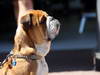 GP MONACO, 22.05.2013-  Roscoe, the dog of Lewis Hamilton (GBR) Mercedes AMG F1 W04 