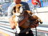 GP MONACO, 22.05.2013- Roscoe, the dog of Lewis Hamilton (GBR) Mercedes AMG F1 W04 
