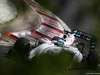 GP UNGHERIA, 26.07.2014- Free Practice 3, Felipe Massa (BRA) Williams F1 Team FW36