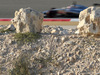 TEST F1 BAHRAIN 20 FEBBRAIO