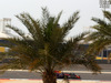 GP BAHRAIN, 17.04.2015 - Free Practice 1, Daniel Ricciardo (AUS) Red Bull Racing RB11