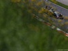 GP AUSTRIA, 02.07.2016 Free Practice 3, Esteban Gutierrez (MEX) Haas F1 Team VF-16