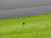 GP GRAN BRETAGNA, 08.07.2016 - Free Practice 1, Atmosphere