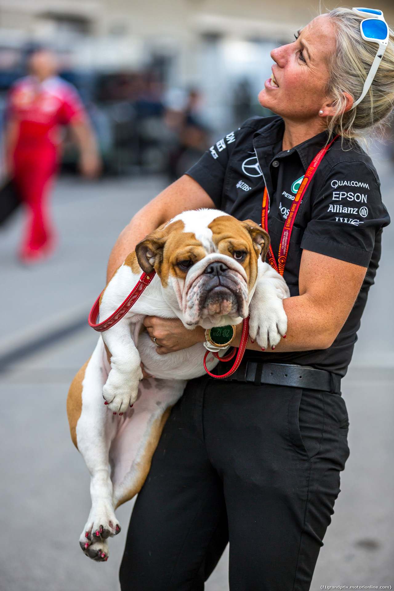 GP USA, 20.10.2016 - The dog of Lewis Hamilton (GBR)