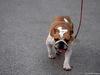 GP USA, 20.10.2016 - The dog of Lewis Hamilton (GBR)