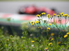 GP AUSTRIA, 07.07.2017- Free Practice 1, Flowers