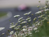 GP AUSTRIA, 07.07.2017- Free Practice 1, Flowers