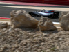 GP BAHRAIN, 14.04.2017 - Free Practice 1, Lance Stroll (CDN) Williams FW40