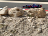GP BAHRAIN, 14.04.2017 - Free Practice 1, Pascal Wehrlein (GER) Sauber C36