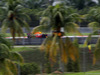 GP MALESIA, 29.09.2017 - Free Practice 2, Daniel Ricciardo (AUS) Red Bull Racing RB13