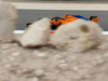 GP BAHRAIN, 06.04.2018 - Free Practice 1, Stoffel Vandoorne (BEL) McLaren MCL33