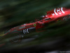 GP BRASILE, 10.11.2018 - Free Practice 3, Kimi Raikkonen (FIN) Ferrari SF71H