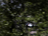GP UNGHERIA, 29.07.2018 - Gara, Lewis Hamilton (GBR) Mercedes AMG F1 W09