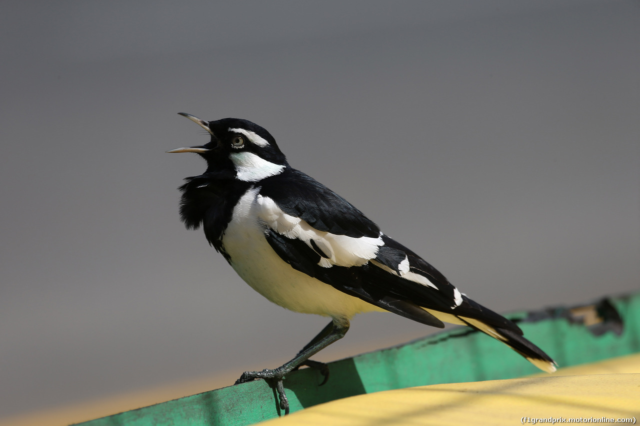 GP AUSTRALIA, 15.03.2019- free Practice 1, A bird on the track